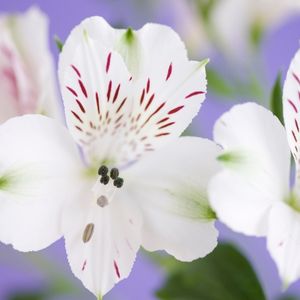 L'alstroemeria blanche