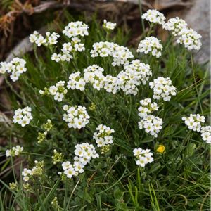 des alyssons de Lapeyrouse blancs