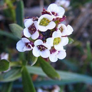 des alyssons blancs avec un centre violet