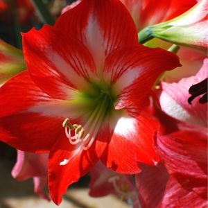 des amaryllis rouges