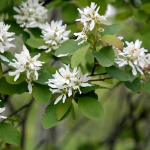 des amélanchiers blanches