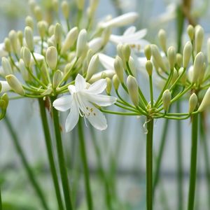 des amourettes blanches