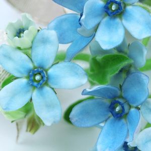 des amsonias bleues