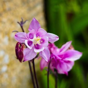 des ancolies communes roses