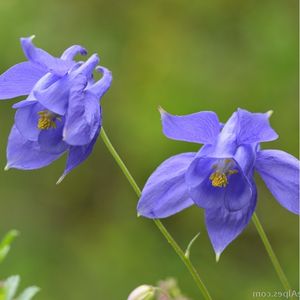 des ancolies de Reuter violettes