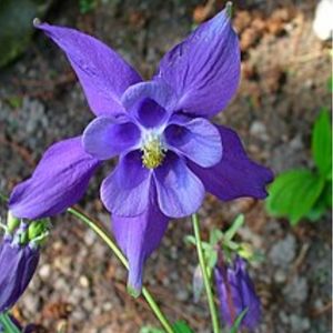 L'ancolie des Alpes violette