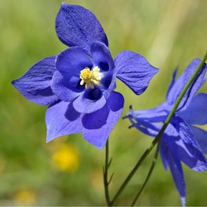 les ancolies des Pyrénées violettes aux nuances de bleues