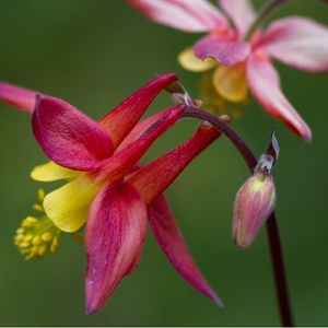 des ancolies du Canada roses