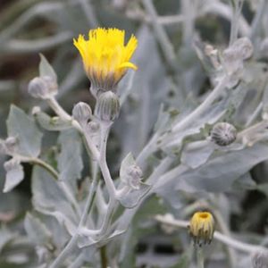 l'andryale de Raguse jaune