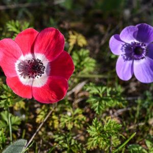 des anémones coronaires rouges et violettes