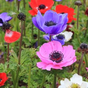 des anémones de Caen colorées : rose, rouge, volette