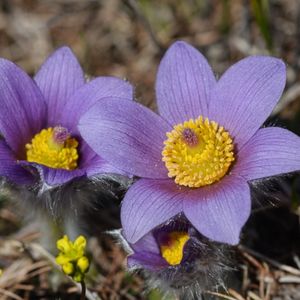 des anémones de Haller violettes