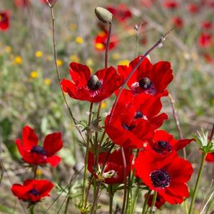 des anémones de pavot rouges