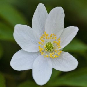 l'anémone de prairie blanche