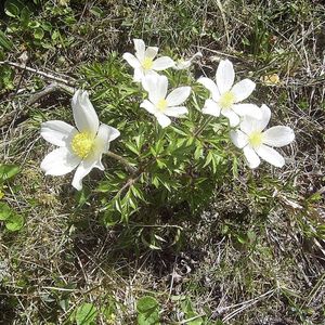 les anémones des Alpes blanches