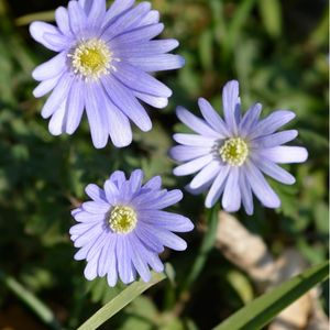 les anémones des Apennins violettes