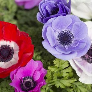 les anémones des jardins colorées : violette, rouge, rose