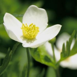 l'anémone du Canada blanche