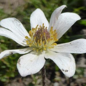 l'anémone du mont Baldo blanche