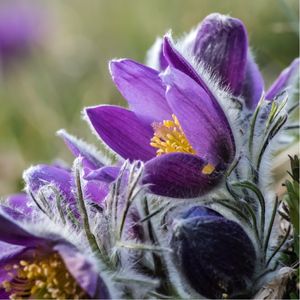 l'anémone pulsatille violette