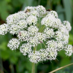 Des Angéliques de Razouls blanches