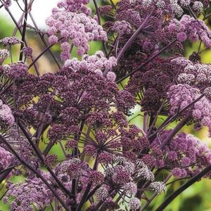 les angéliques des bois mauves