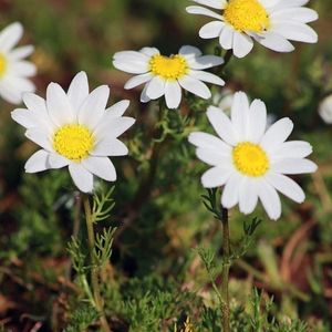 des anthémis précoces blanches