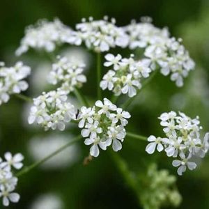 des anthrisques sauvages blanches