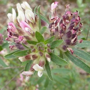 des anthyllides à fleurs rouges