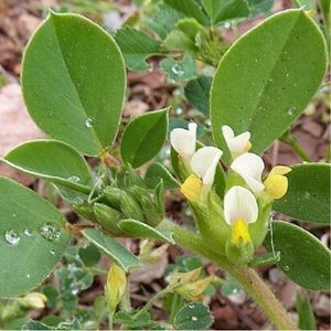 Les anthyllides à quatre feuilles blanches