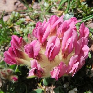 Les anthyllides des Pyrénées roses