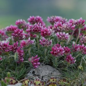 les anthyllides des montagnes roses