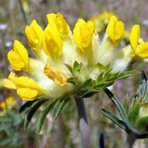 des anthyllides vulnéaires jaunes