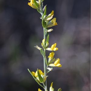 des anthyllis à fleurs ternées jaunes