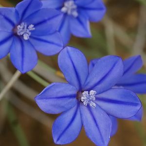 des aphyllantes de Montpellier violettes aux nuances de bleues