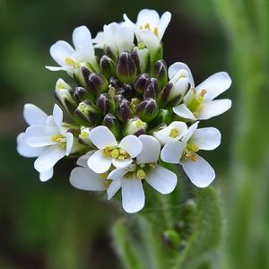 des arabettes ciliées blanches