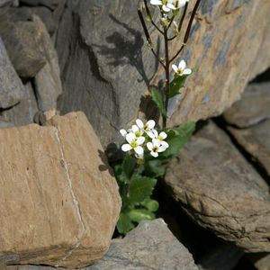 L'arabette des Alpes blanche