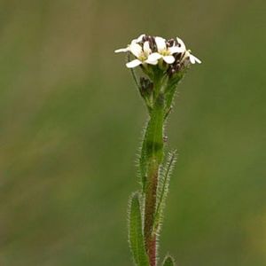 L'arabette hérissée blanche