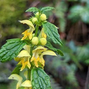 L'archange jaune