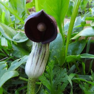 L'arisarum blanche aux nuances de violets