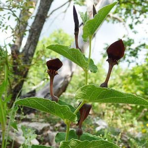 des aristoloches pistoloche vertes aux nuances de violets