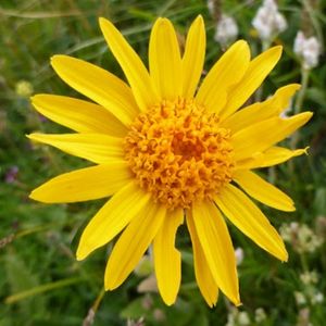 l'arnica des montagnes jaune