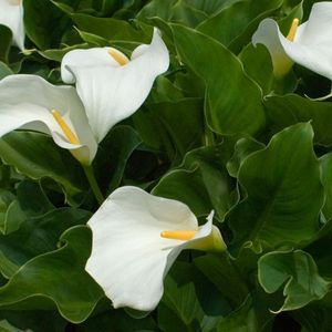 les arums d'Ethiopie blancs