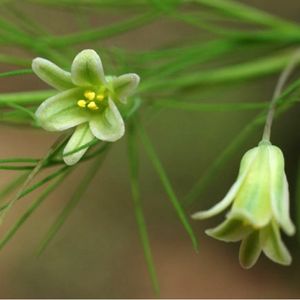 des asperges à feuilles fines vertes