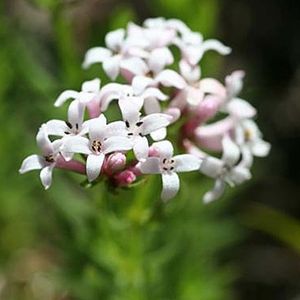 des aspérules hérissées blanches aux nuances de roses