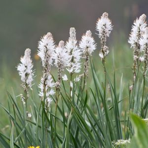 des asphodèles blancs