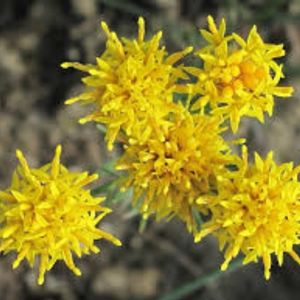 des asters à feuilles d'osyris jaunes