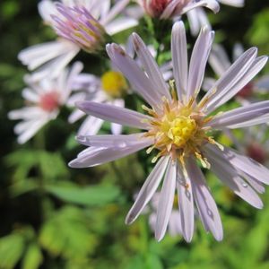 des asters à feuilles lancéolées mauves