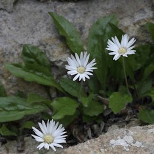 des asters de Micheli blancs