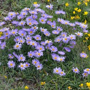 des asters des Alpes mauves